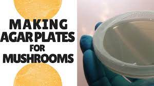 make agar plates for growing mushrooms