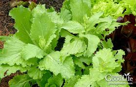 30 Vegetables That Grow In Shade