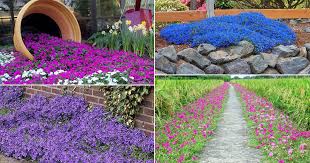 • purple/blue foliage • spring through summer flowers. 44 Best Flowering Ground Cover Plants Balcony Garden Web