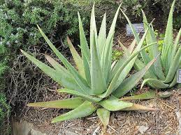 They will thrive as a houseplant if it is on a windowsill, under a grow light. Aloe Vera Plant Houseplants Calloway S Nursery