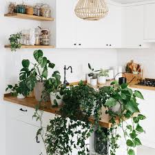 9 easy indoor vine plants the