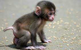 baby monkey wallpaper monkey wallpapers