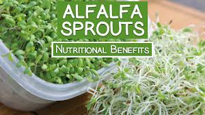 alfalfa sprouts nutrition how to grow