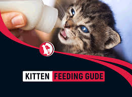 kitten feeding guide how much should