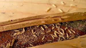 where termites live inside california homes