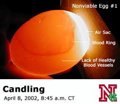 Candling Eggs Nebraska Extension In Lancaster County