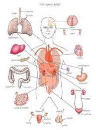 Good Basic Anatomy Location Chart Human Body Anatomy Body