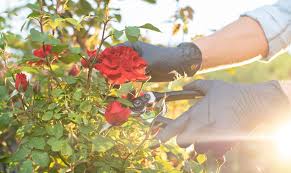 The Diffe Types Of Roses An