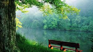 wood bench on green gr beautiful