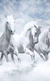 800x1280 white horses hd nexus 7