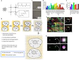 expansion microscopy principles and