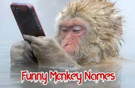 Monkey with man clicking photo funny image. List Of 30 Funny Monkey Names That Are Hilarious