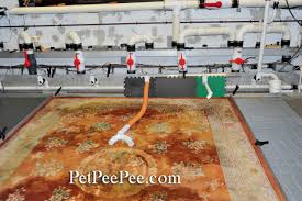 wool rug get rid of urine smell