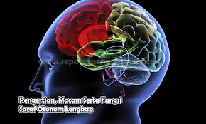 Makalah sistem saraf manusia lengkap. Pengertian Saraf Otonom Macam Dan Fungsinya Bahas Lengkap