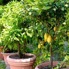 Patio Lemon Tree Citrus Limon