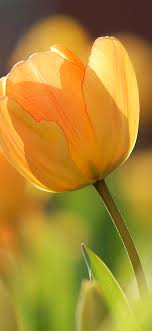 nz42 flower spring tulip orange nature