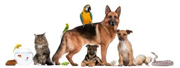 What pet is the easiest to take care of? Easy Pets To Take Care Of United Veterinary Center