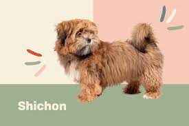 shichon dog breed information and
