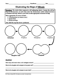 Mitosis And Meiosis Notes Worksheets Teaching Resources Tpt