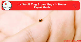 14 small tiny brown bugs in house