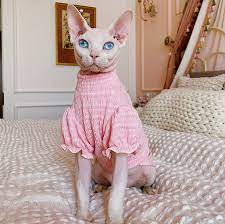 無毛貓星球少女系列無毛貓衣服斯芬克斯德文超舒適泡泡袖可愛寵物-Taobao