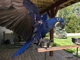 josie hyacinth macaw life with parrots