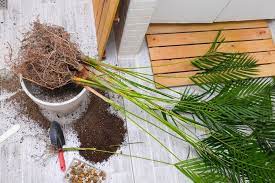 Indoor Palm Trees Guide Care