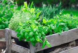 7 Reasons To Grow A Patio Herb Garden