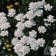 Plant Profile for Iberis sempervirens - Evergreen Candytuft Perennial