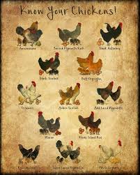 Chicken Breeds Chart Print Vintage Poultry Print Chicken