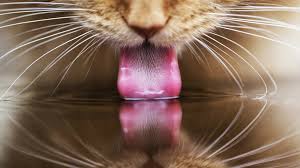 Image result for cat drinking water