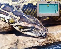 huge python drags boy 5 into pool and