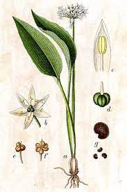 allium ursinum wild garlic