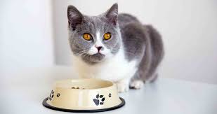 best cat food for kidney disease 8