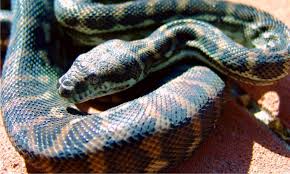 carpet python facts morelia