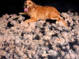 Shedding In Dogs Which Breeds Shred