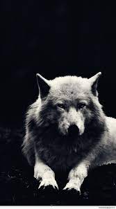 Android Wolf Wallpapers - Top Free ...
