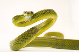 Перевод слова snake, американское и британское произношение, транскрипция, словосочетания, однокоренные слова, примеры использования. Snakes Facts And Information