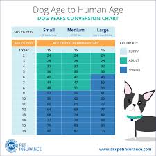 Dogs Age Conversion Chart Doberman Weight Chart By Age