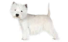 › west highland terriers for sale. West Highland White Terrier Dog Breed Information Pictures Characteristics Facts Dogtime