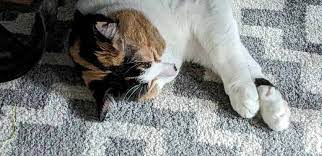 how to clean cat vomit from carpet