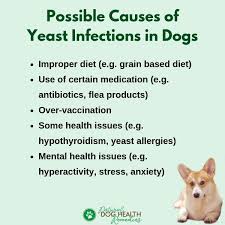 dog yeast infections causes symptoms