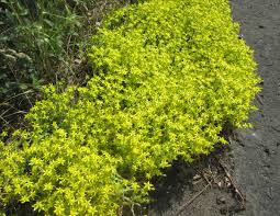 sedum acre gold moss stonecrop