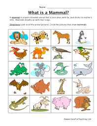 Mammal Classification Worksheet Have Fun Teaching