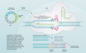 genome editing earns chemistry el