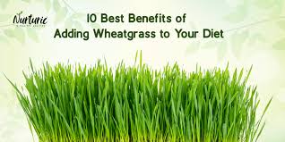 10 benefits of wheatgr super rich