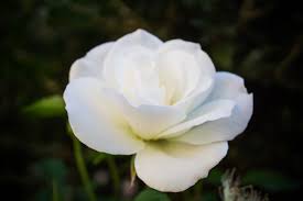 white rose flower essence serenity