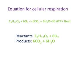 All of the energy available from glucose is not released. Cellular Respiration