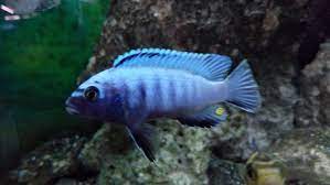 New Arrivals Tropical Freshwater Fish