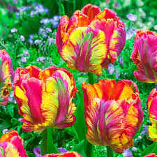 Breck S Rainbow Parrot Tulip Spring Flowering Bulbs 10 Pack